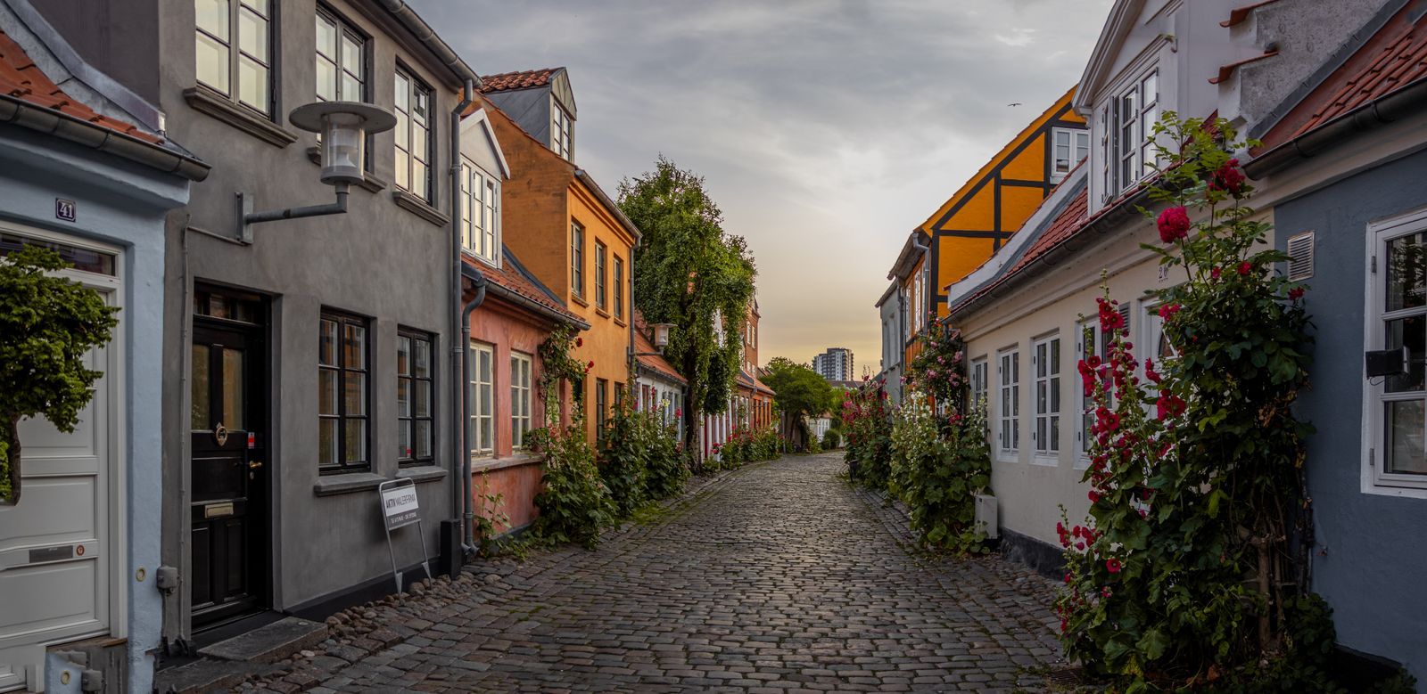 A cobbled lane of old painted houses with roses in Aarhus
